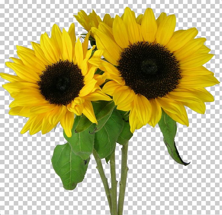 Sunflowers Desktop PNG, Clipart, Annual Plant, Bumblebee, Clip Art, Computer Icons, Cut Flowers Free PNG Download