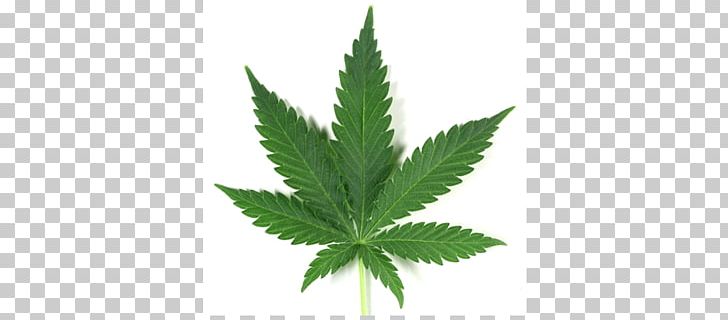 United States Medical Cannabis Drug Cannabis Smoking PNG, Clipart, Anu, Asbestos, Cannabidiol, Cannabis, Cannabis Consumption Free PNG Download