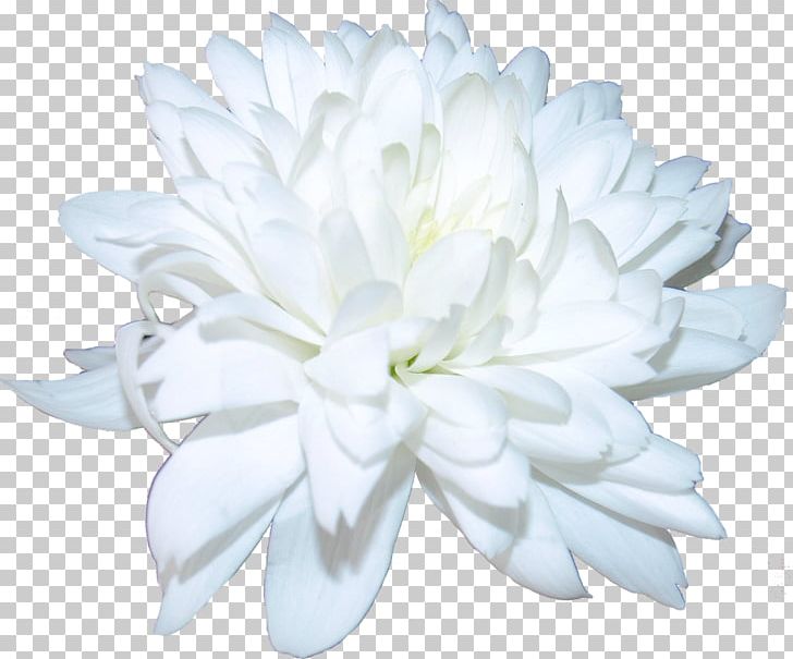 Chrysanthemum Cut Flowers Petal PNG, Clipart, Aster, Chrysanthemum, Chrysanths, Cut Flowers, Daisy Family Free PNG Download