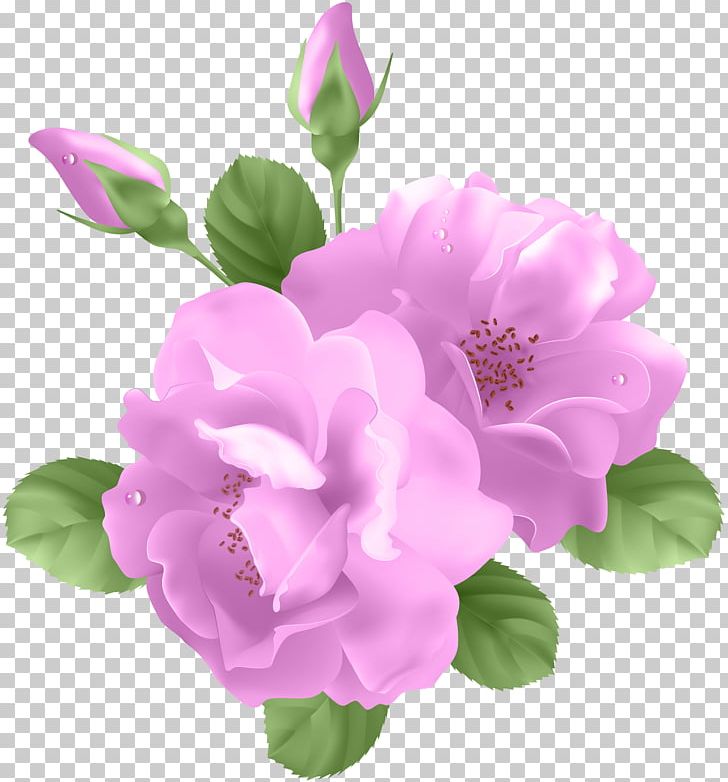 Rose Lavender PNG, Clipart, Annual Plant, Cut Flowers, Desktop Wallpaper, Floral Design, Flower Free PNG Download
