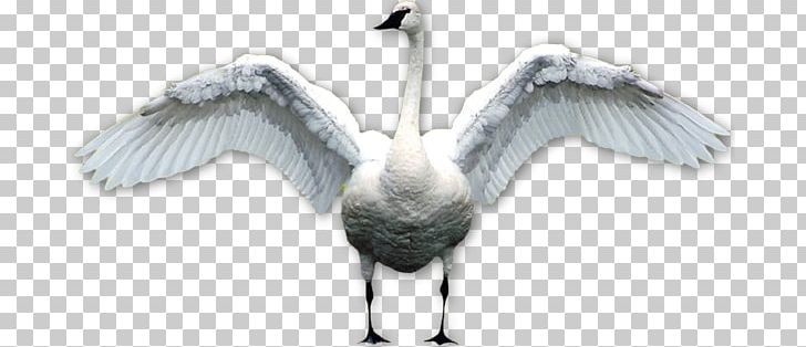 Swan PNG, Clipart, Swan Free PNG Download