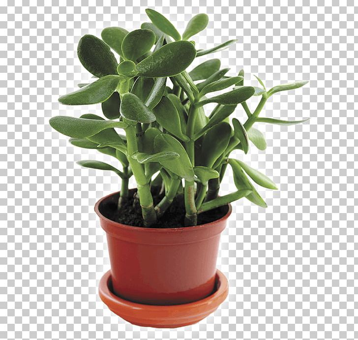 Cactus And Succulents Indoor Plants Houseplant Succulent Plant Jade Plant PNG, Clipart, Bamboo, Bonsai, Cactus And Succulents, Cactus Garden, Caryophyllales Free PNG Download