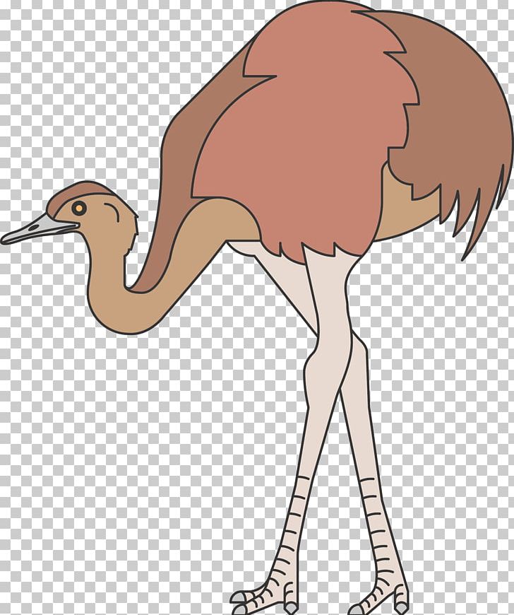 Common Ostrich Bird Animal Icon PNG, Clipart, Adobe, Animals, Beak, Birds, Encapsulated Postscript Free PNG Download