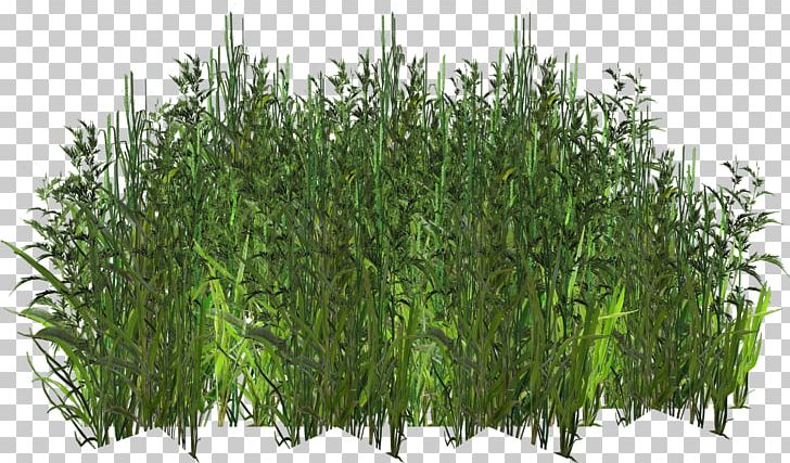 Herbaceous Plant Texture Mapping Digital PNG, Clipart, Cim, Cok Guzel, Desktop Wallpaper, Digital Image, Evergreen Free PNG Download