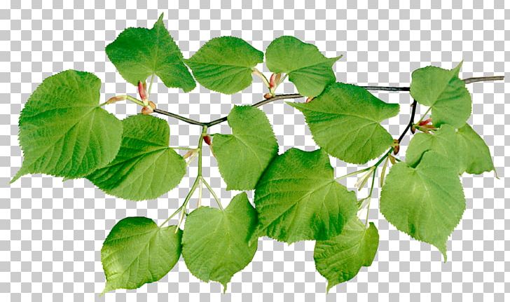Leaf Branch Tree Root Stoma PNG, Clipart, Branch, Desktop Wallpaper, Herb, Ivy, Leaf Free PNG Download
