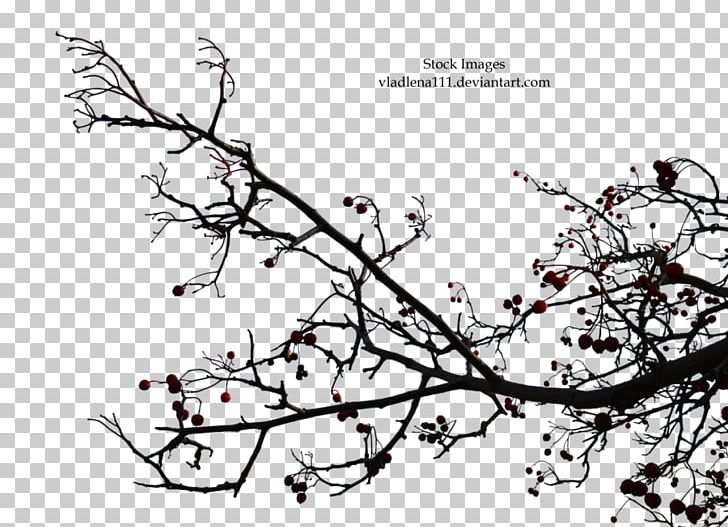 Twig Drawing Line Art Leaf PNG, Clipart, Area, Art, Artwork, Black And White, Branch Free PNG Download