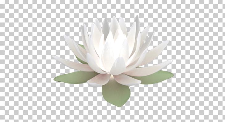 Water Lily Nelumbo Nucifera PNG, Clipart, Aquatic Plant, Color, Flower, Flowering Plant, Green Free PNG Download