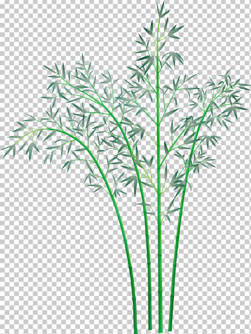 Plant Leaf Grass Plant Stem Grass Family PNG, Clipart, Bamboo, Flower, Grass, Grass Family, Heracleum Plant Free PNG Download