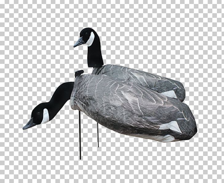 Canada Goose Mallard White Rock Duck PNG, Clipart, Animals, Anseriformes, Beak, Bird, Canada Free PNG Download