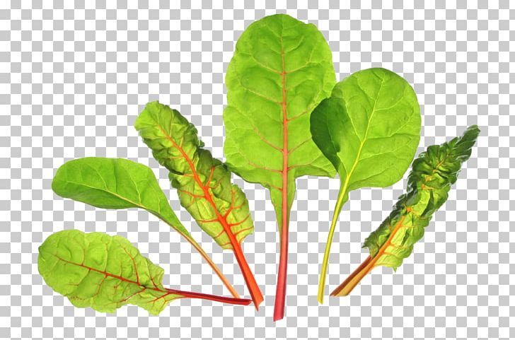 Chard Sea Beet Biotin Plant PNG, Clipart, Banana Leaves, Beetroot, Fall Leaves, Food, Free Logo Design Template Free PNG Download