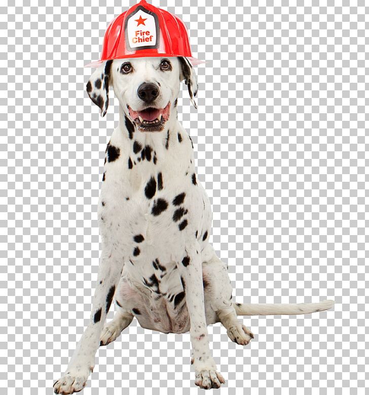 Dalmatian Dog Cat Pet Sitting Firefighter PNG, Clipart, Carnivoran, Cat, Companion Dog, Dalmatian, Dalmatian Dog Free PNG Download