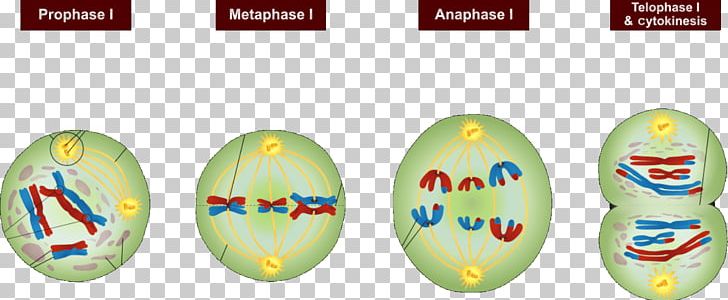 interphase meiosis