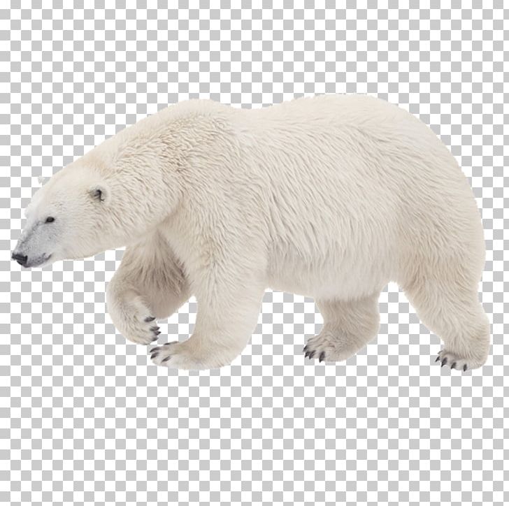 Polar Bear PNG, Clipart, Animal, Animals, Background White, Bear, Bears Free PNG Download