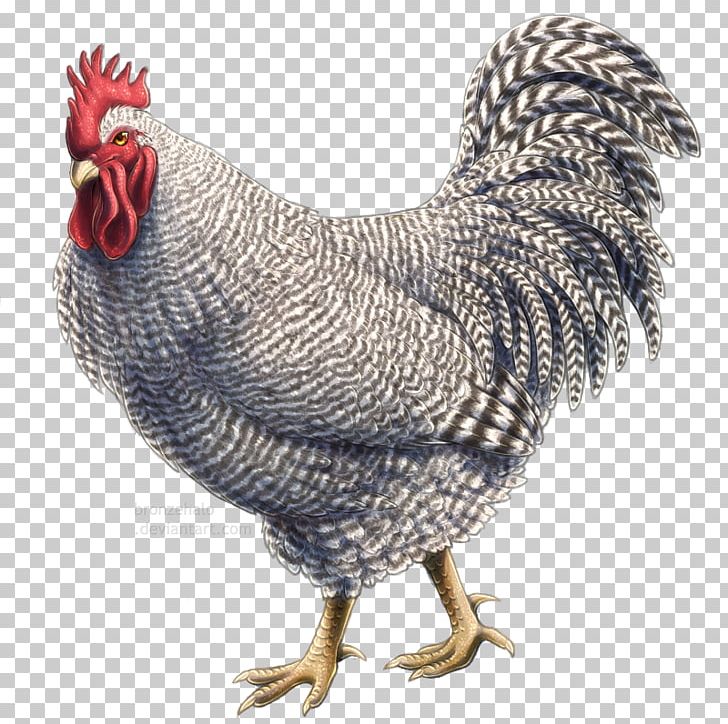 Rooster Plymouth Rock Chicken Drawing Painting Domestication PNG, Clipart, Animal, Animals, Art, Beak, Bird Free PNG Download