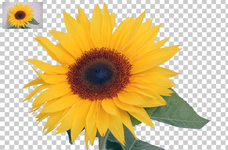 Common Sunflower Sunflower Seed Annual Plant Sunflowers PNG, Clipart, Annual Plant, Asterales, Common Sunflower, Daisy Family, Flower Free PNG Download