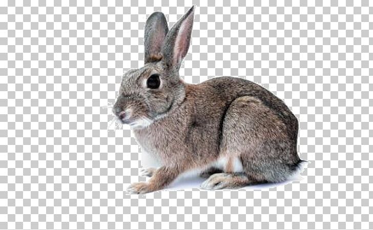 Domestic Rabbit Hare Easter Bunny Cat PNG, Clipart, Animals, Animal Shelter, B Rabbit, Cat, Dog Food Free PNG Download