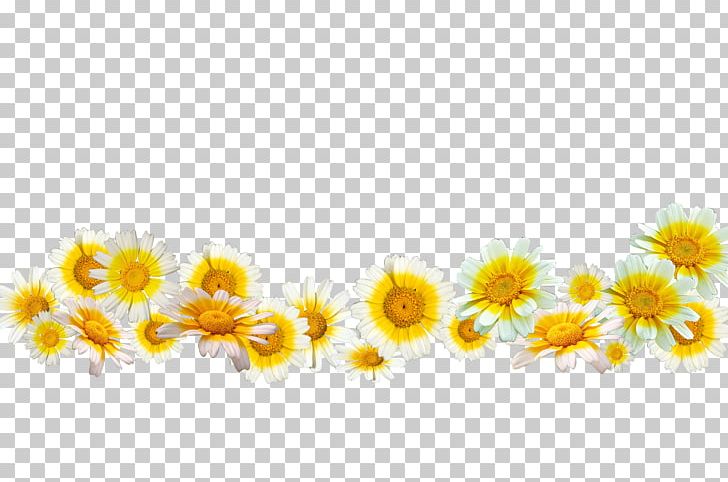 Flower JD.com Taobao Chamomile PNG, Clipart, Christmas Decoration, Computer Wallpaper, Daisy Family, Decorative, Decorative Background Free PNG Download