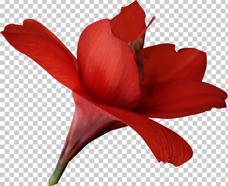 Flower Red Amaryllis Belladonna PNG, Clipart, Amaryllis, Amaryllis Belladonna, Amaryllis Family, Cut Flowers, Flower Free PNG Download