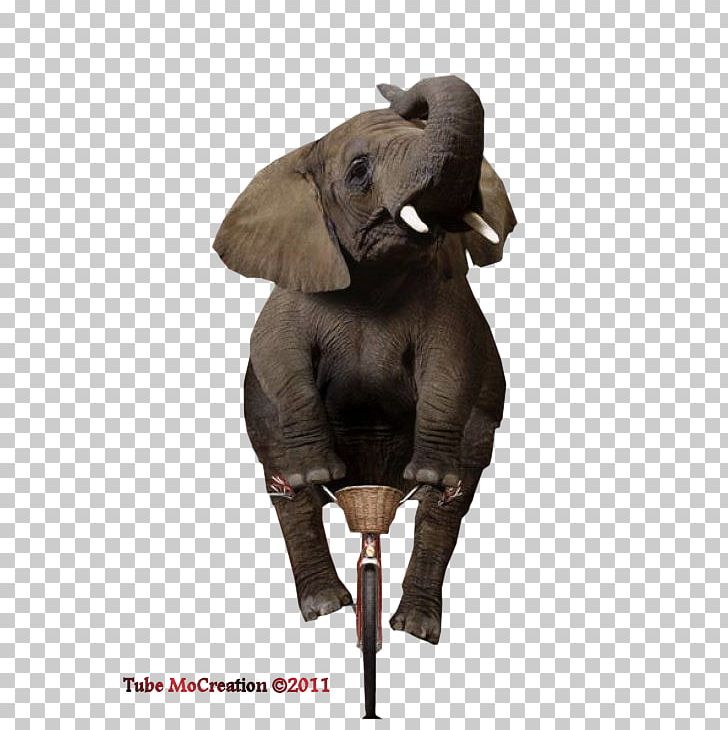 Indian Elephant African Elephant Elephantidae Animal Wildlife PNG, Clipart, African Elephant, Animal, Bicycle, Elephant, Elephantidae Free PNG Download