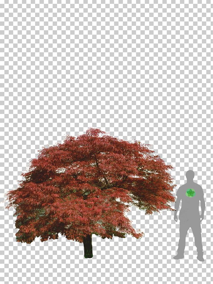 Maple Leaf Japanese Maple Acer Japonicum Acer Dissectum Tree PNG, Clipart, Acer Buergerianum, Acer Dissectum, Acer Japonicum, Autumn, Autumn Leaf Color Free PNG Download