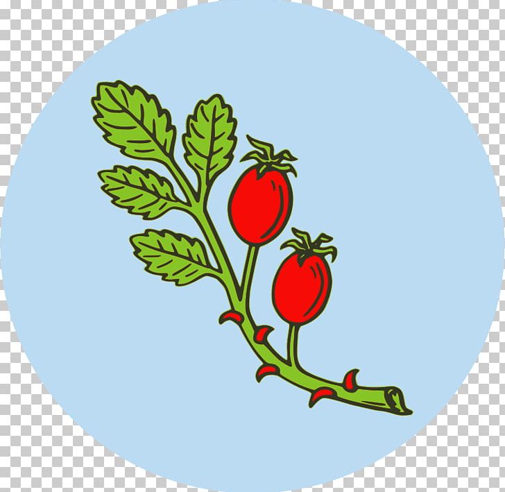 Rose Hip Fruit Tea PNG, Clipart, Artwork, Branch, Flora, Flower, Flowering Plant Free PNG Download