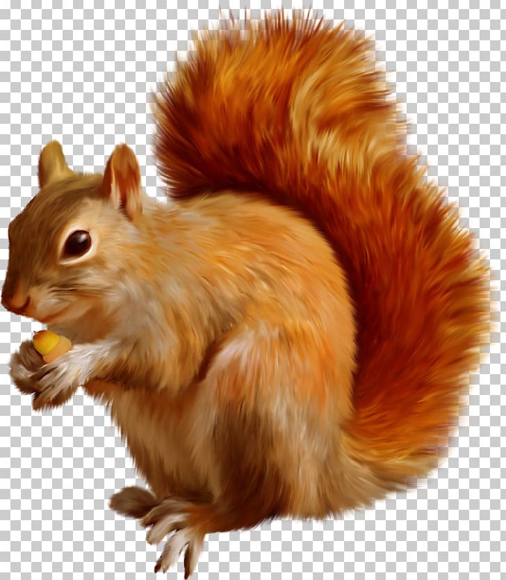 Tree Squirrel Dog Mexican Gray Squirrel PNG, Clipart, Android, Animals, Desktop Wallpaper, Dog, Download Free PNG Download