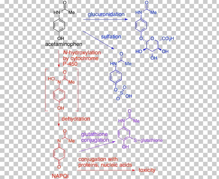 Acetaminophen NAPQI Metabolism Hepatotoxicity Over-the-counter Drug PNG, Clipart, Acetaminophen, Adverse Effect, Angle, Area, Diagram Free PNG Download