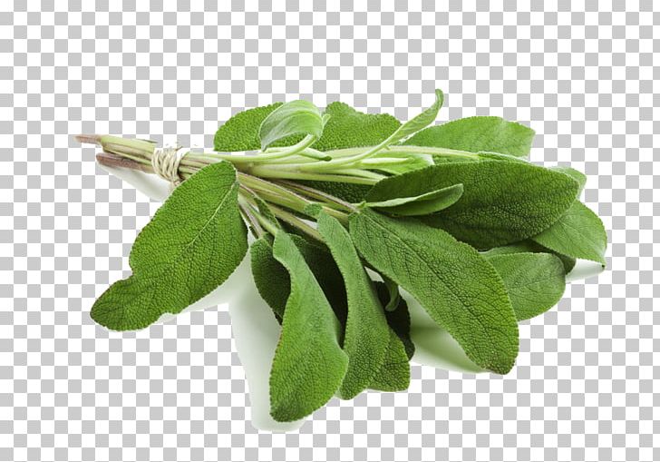 Common Sage Herb Smudging Clary Essential Oil PNG, Clipart, 30 Cm, Basil, Choy Sum, Clary, Collard Greens Free PNG Download