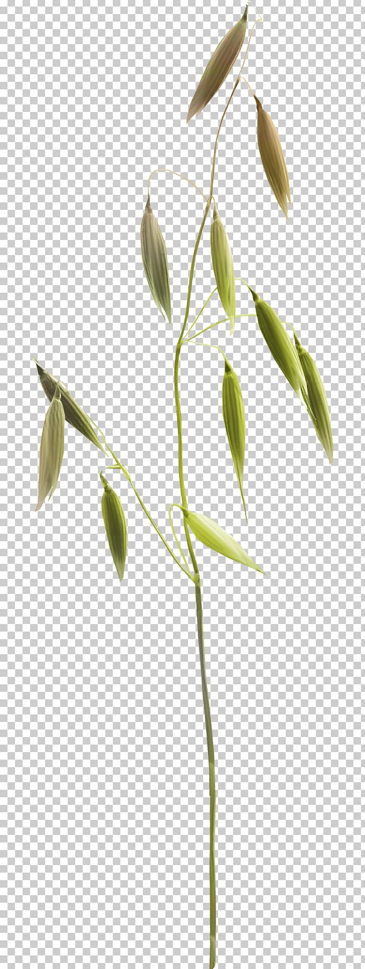 Herbaceous Plant 2403 (عدد) 2404 (عدد) Lawn Meadow PNG, Clipart, 2017, Advertising, Branch, Grasses, Grass Family Free PNG Download