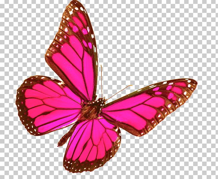 Monarch Butterfly Rainbow Glasswing Butterfly PNG, Clipart, Brush Footed Butterfly, Butterflies And Moths, Butterfly, Butterfly Pink, Color Free PNG Download
