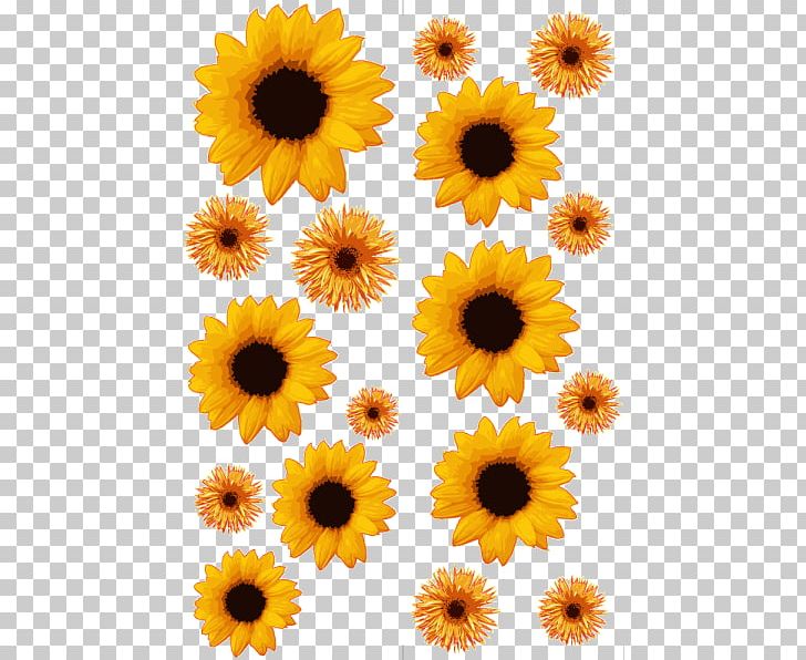 Common Sunflower Transvaal Daisy Canvas Print PNG, Clipart, Always Kiss Me Goodnight, Annual Plant, Calendula, Canvas, Canvas Print Free PNG Download