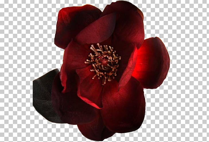 Petal Rose Family Cut Flowers PNG, Clipart, Cut Flowers, Flower, Flowering Plant, Flowers, Helal Free PNG Download