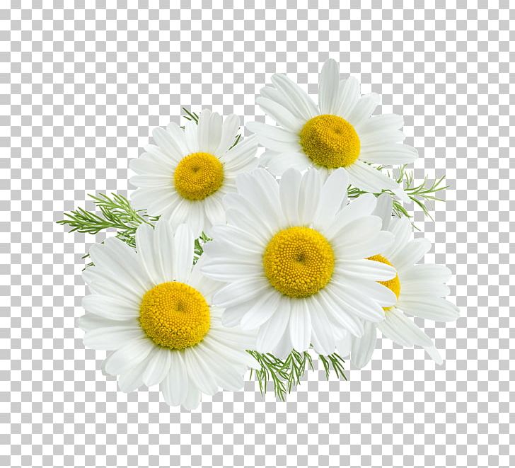 Roman Chamomile Stock Photography Flower PNG, Clipart, Camomile, Chamaemelum Nobile, Chamomile, Chrysanths, Common Daisy Free PNG Download