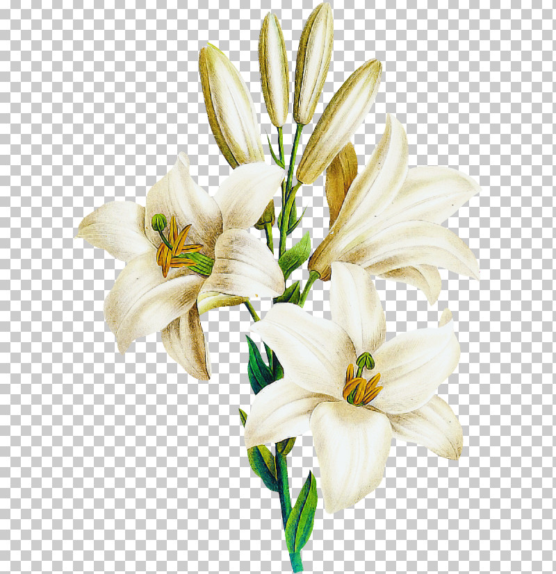 Plant Stem Cut Flowers Daylilies Petal Flower PNG, Clipart, Biology, Cut Flowers, Daylilies, Flower, Lily M Free PNG Download