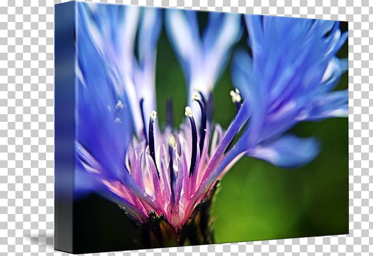 Cornflower Blue Fine Art Photography PNG, Clipart, Art, Bathroom, Bedroom, Blue, Chicory Free PNG Download