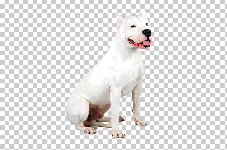 Dogo Argentino Dog Breed Guatemalan Dogo Pit Bull Staffordshire Bull Terrier PNG, Clipart, Argentina, Breed, Breed Group Dog, Carnivoran, Dog Free PNG Download