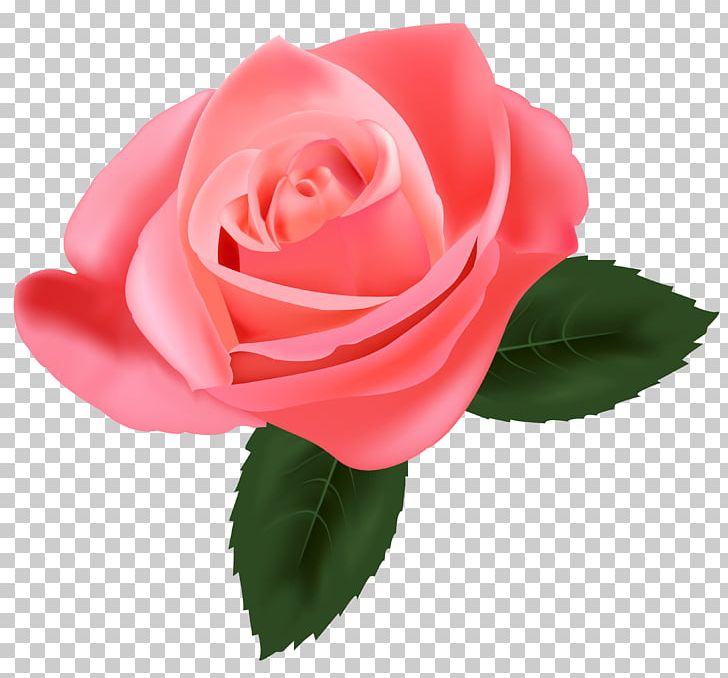 Rose Pink Flower PNG, Clipart, Blue, China Rose, Clip Art, Cut Flowers, Floral Design Free PNG Download