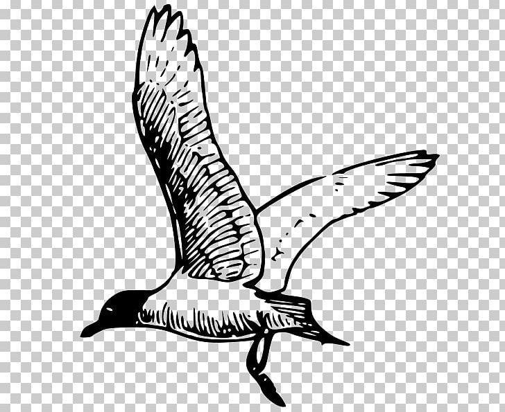 Gulls Line Art Drawing PNG, Clipart, Animals, Art, Artwork, Beak, Bird Free PNG Download