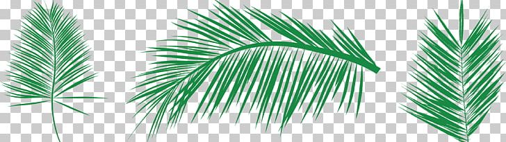 Leaf Palm Branch Arecaceae PNG, Clipart, Arecales, Areca Vector, Autumn Tree, Betel Nut, Botany Free PNG Download