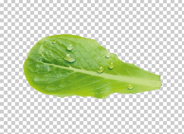Leaf Vegetable Vinaigrette Lettuce Salade PNG, Clipart, Baking, Food, Green, Lactuca, Leaf Free PNG Download