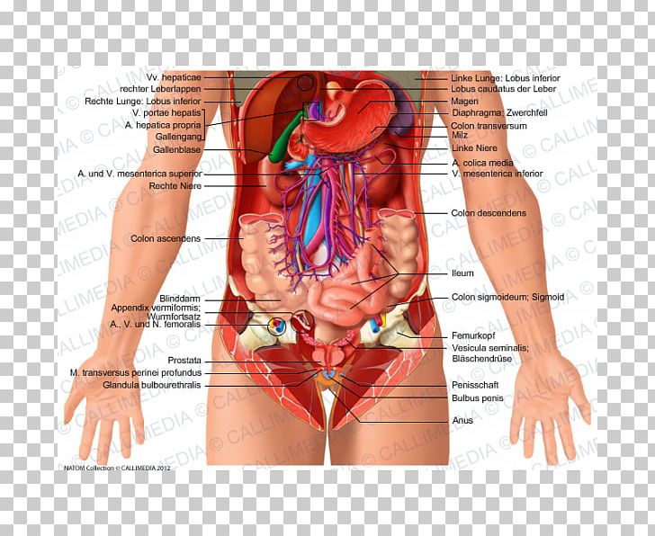 Body Organs Location Chart