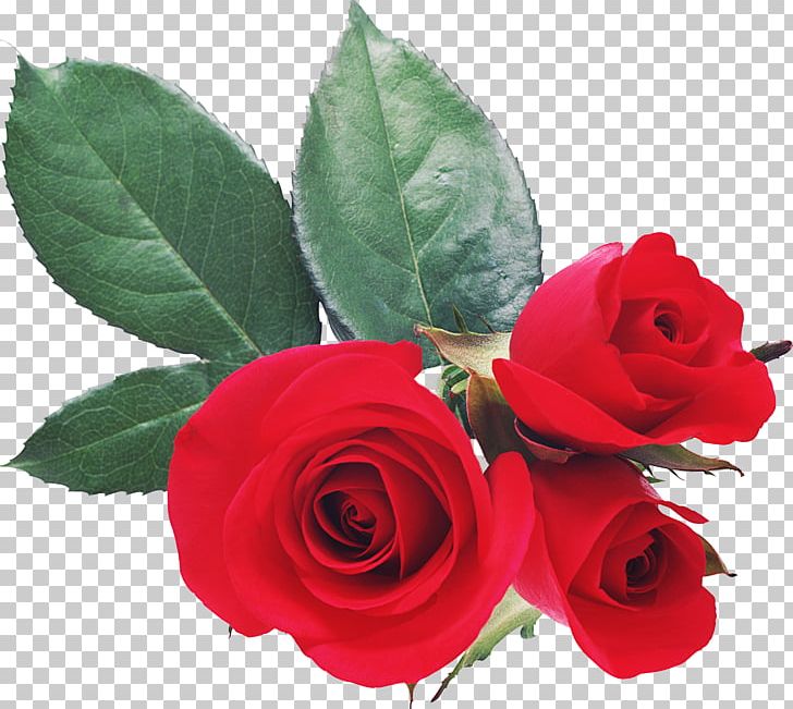 Love Valentine's Day Romance Desktop PNG, Clipart, China Rose, Cut Flowers, Desktop Wallpaper, Drawing, Floribunda Free PNG Download