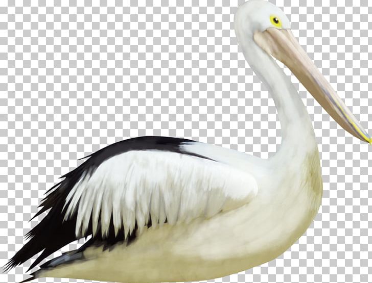 Pelican Crane Bird Heron PNG, Clipart, Beak, Bird, Cari, Ciconiiformes, Computer Graphics Free PNG Download