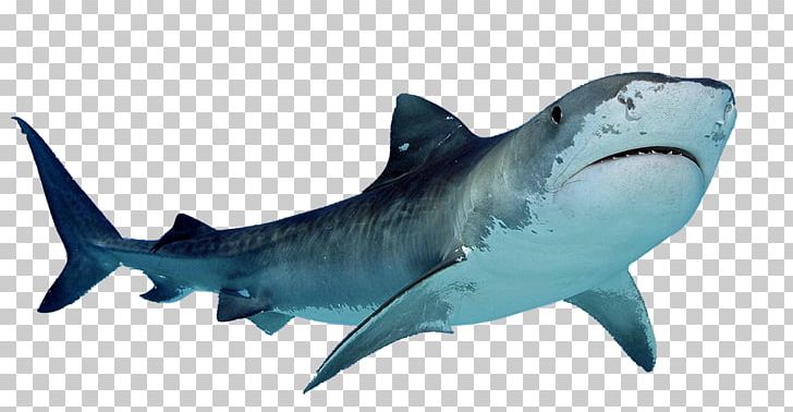 Portable Network Graphics Hungry Shark Evolution Great White Shark Hammerhead Shark PNG, Clipart, Carcharhiniformes, Cartilaginous Fish, Desktop Wallpaper, Download, Fauna Free PNG Download