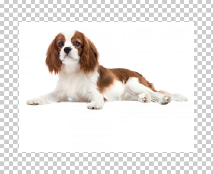 Cavalier King Charles Spaniel Puppy Dog Breed Companion Dog PNG, Clipart, Animals, Breed, Carnivoran, Cavalier King Charles, Cavalier King Charles Spaniel Free PNG Download