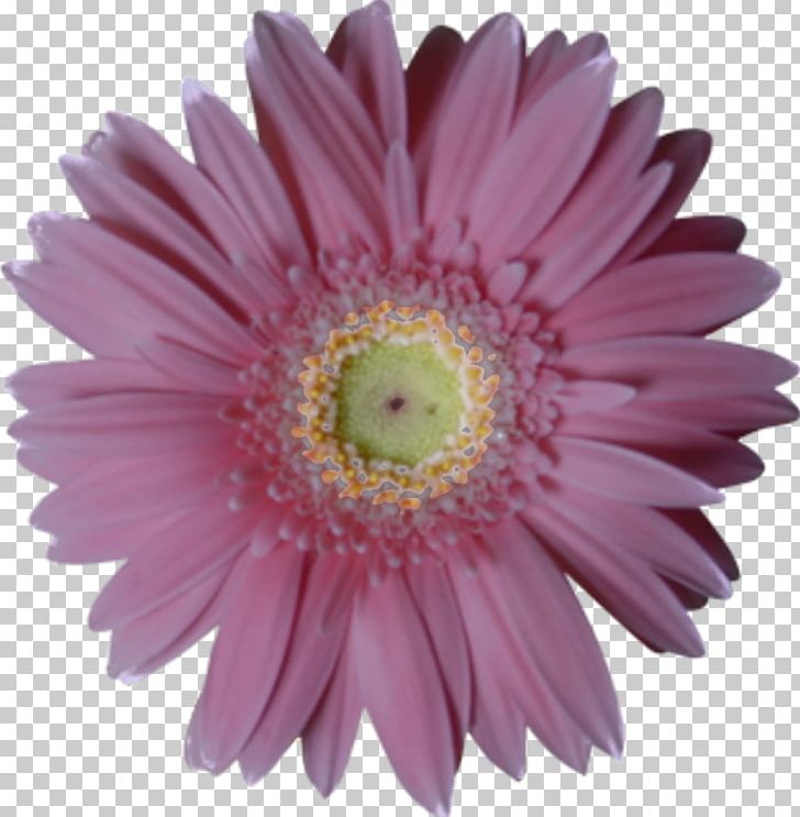 Flower Bouquet PNG, Clipart, Aster, Asterales, Camomile, Chrysanths, Cut Flowers Free PNG Download