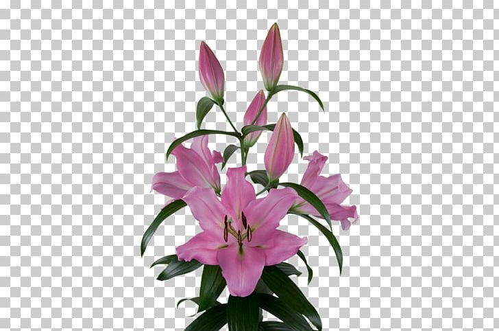 Lily Bulb Cut Flowers Plants Pink PNG, Clipart, Bellamonte, Bulb, Color, Cut Flowers, Floral Design Free PNG Download