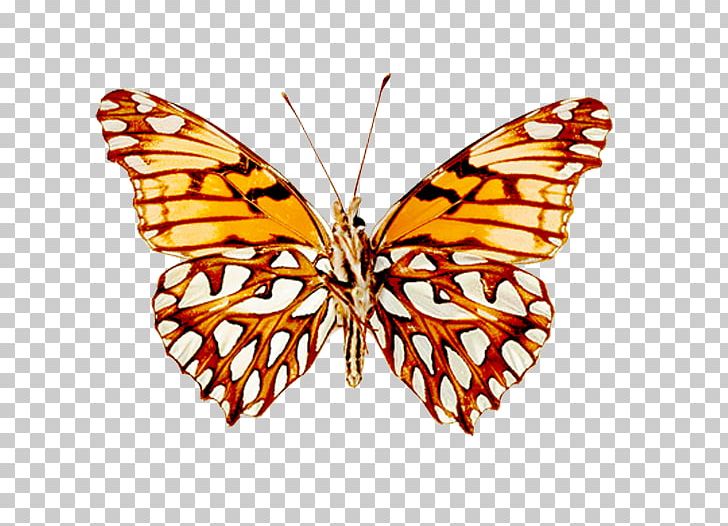 Monarch Butterfly Pieridae Moth Brush-footed Butterflies PNG, Clipart, Animal, Arthropod, Brush Footed Butterfly, But, Butterflies And Moths Free PNG Download