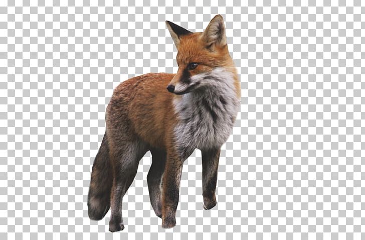 arctic fox kit