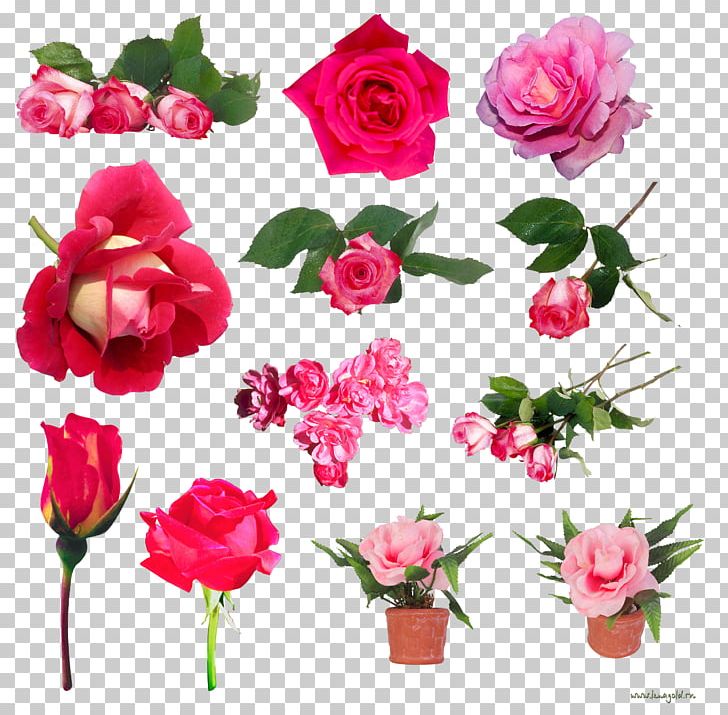 Still Life: Pink Roses Beach Rose Centifolia Roses Flower Garden Roses PNG, Clipart, Annual Plant, Artificial Flower, Carnation, Centifolia Roses, Cut Flowers Free PNG Download
